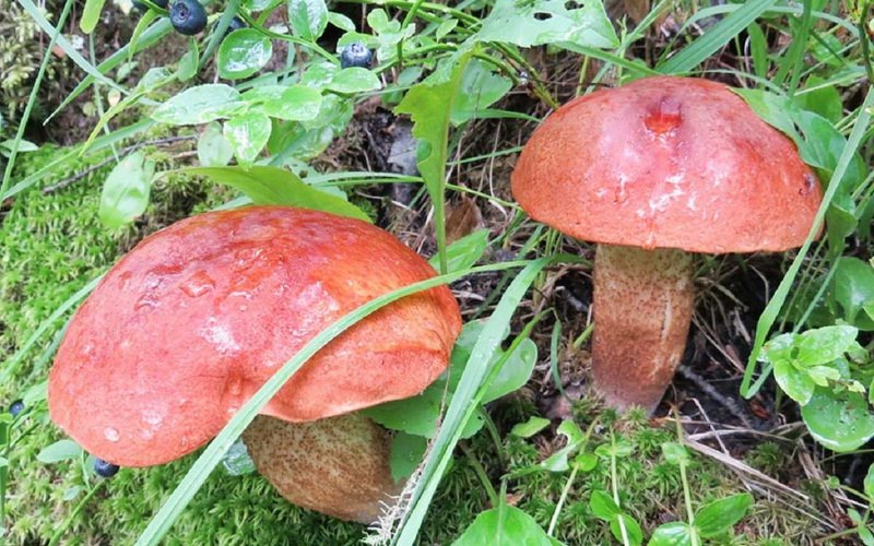 Где растут грибы подосиновики сосновые?