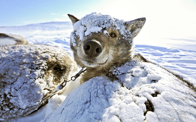 Как и чем утеплить собачью будку на зиму внутри + фото