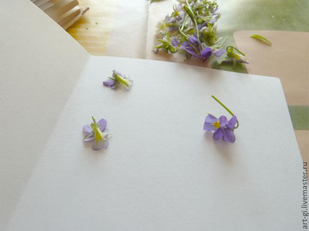 Сушим цветы (два простых способа), фото № 3