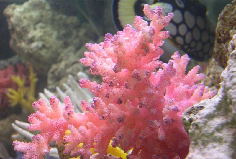 Разноцветье кораллов и украшения из них, фото № 1