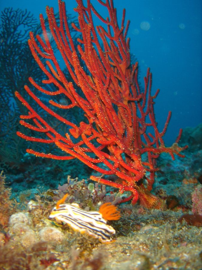 Разноцветье кораллов и украшения из них, фото № 2