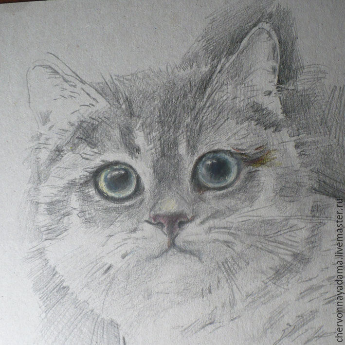 Рисуем котика цветными карандашами, фото № 3