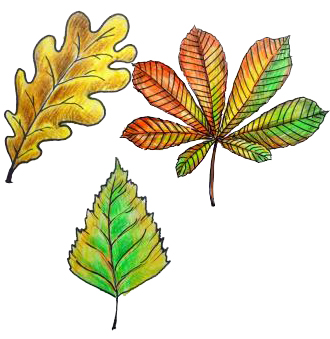 Как нарисовать осенний букет из листьев поэтапно   подборка картинок (17)