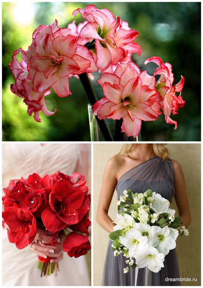 цветы для букетов фото и название: амариллисы