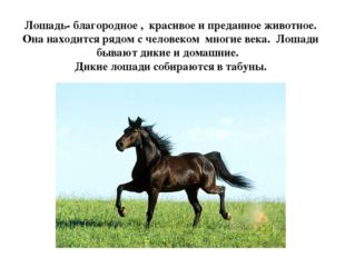 Лошадь- благородное ,  красивое и преданное животное. Она находится рядом с ч