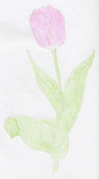 как нарисовать тюльпан 