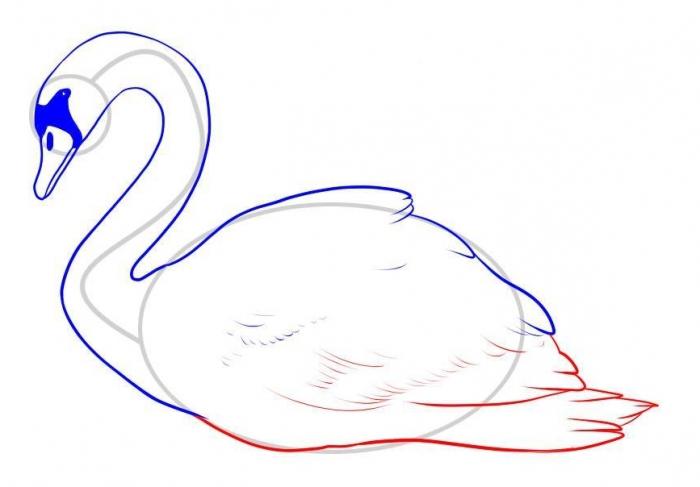 Как рисовать лебедя карандашом