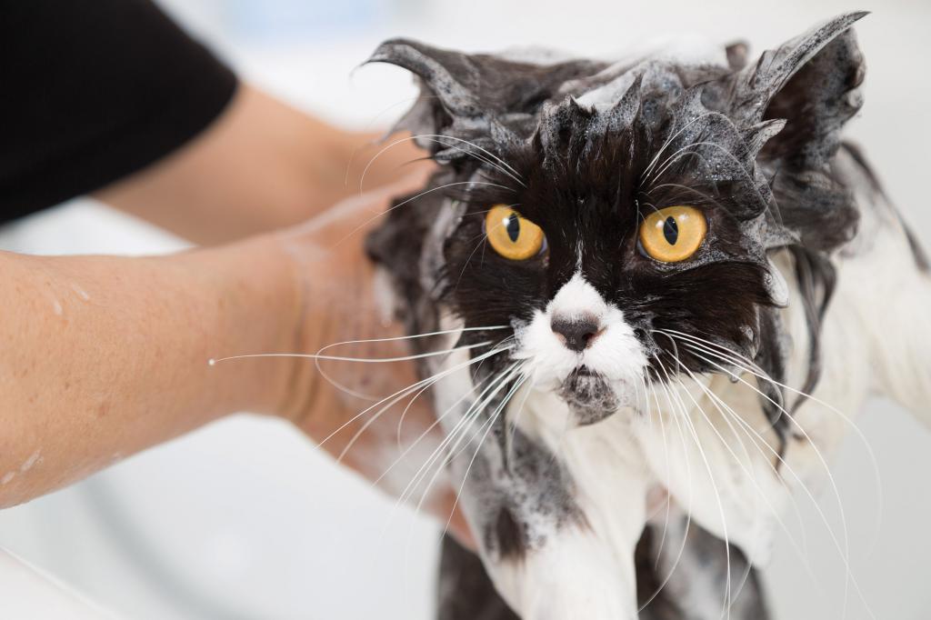 нужно ли мыть кошек и как часто