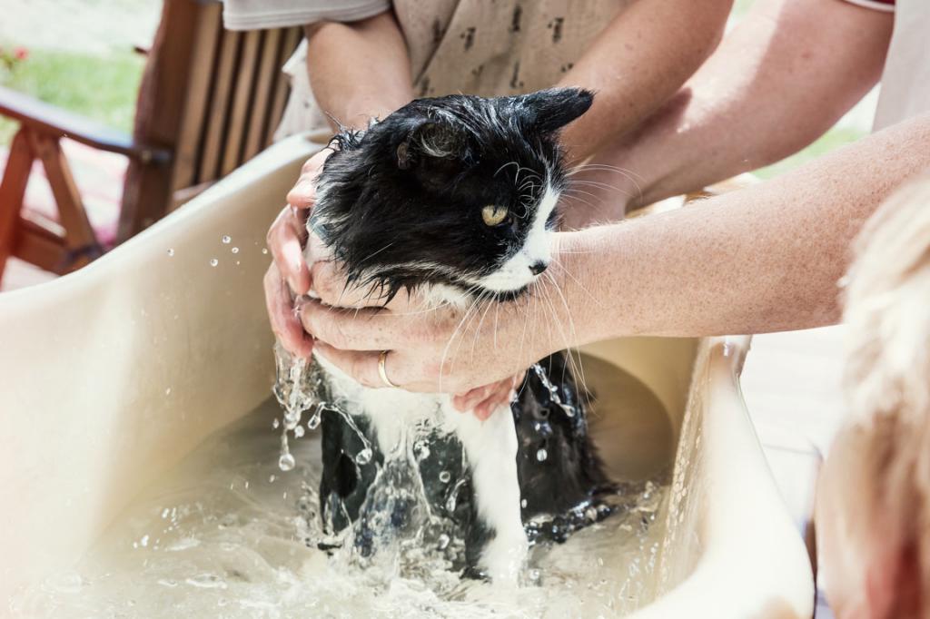нужно ли мыть кошку в жару