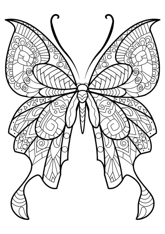 раскраска бабочка