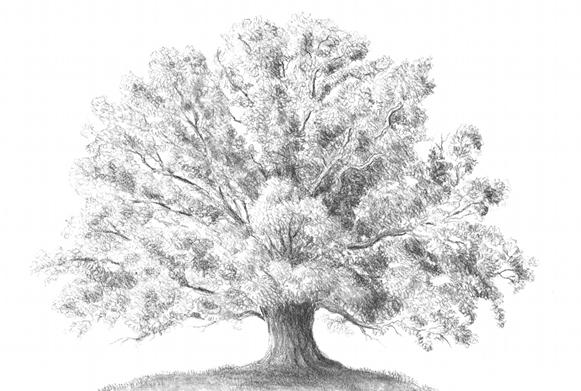 как нарисовать дерево дуб карандашом