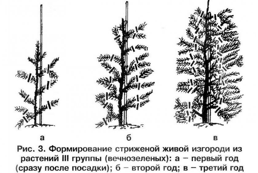 Обрезка ели