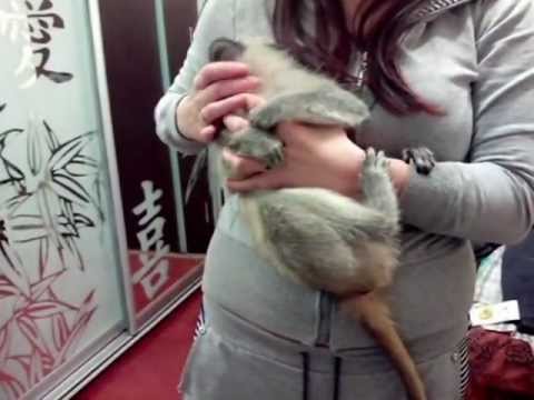 Ручные карликовые мартышки - продажа ручных обезьян