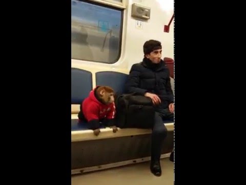 Ручная обезьянка в метро. Прикол.... Hand monkey in the subway