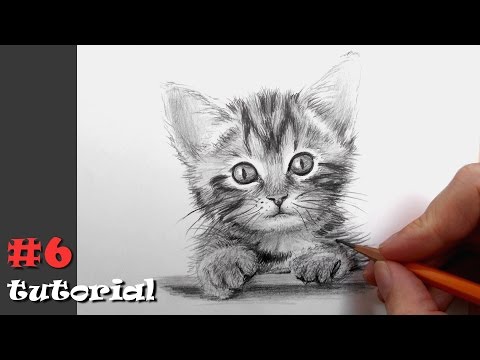 Как нарисовать кота карандашом - подробный обучающий урок.
