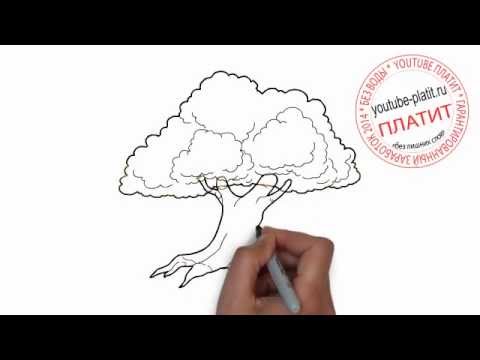 Нарисованные деревья  Как нарисовать старый дуб