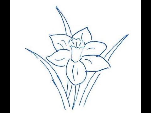 Narcissus flower. How to draw a easy? (Цветок Нарцисс. Как нарисовать просто?)
