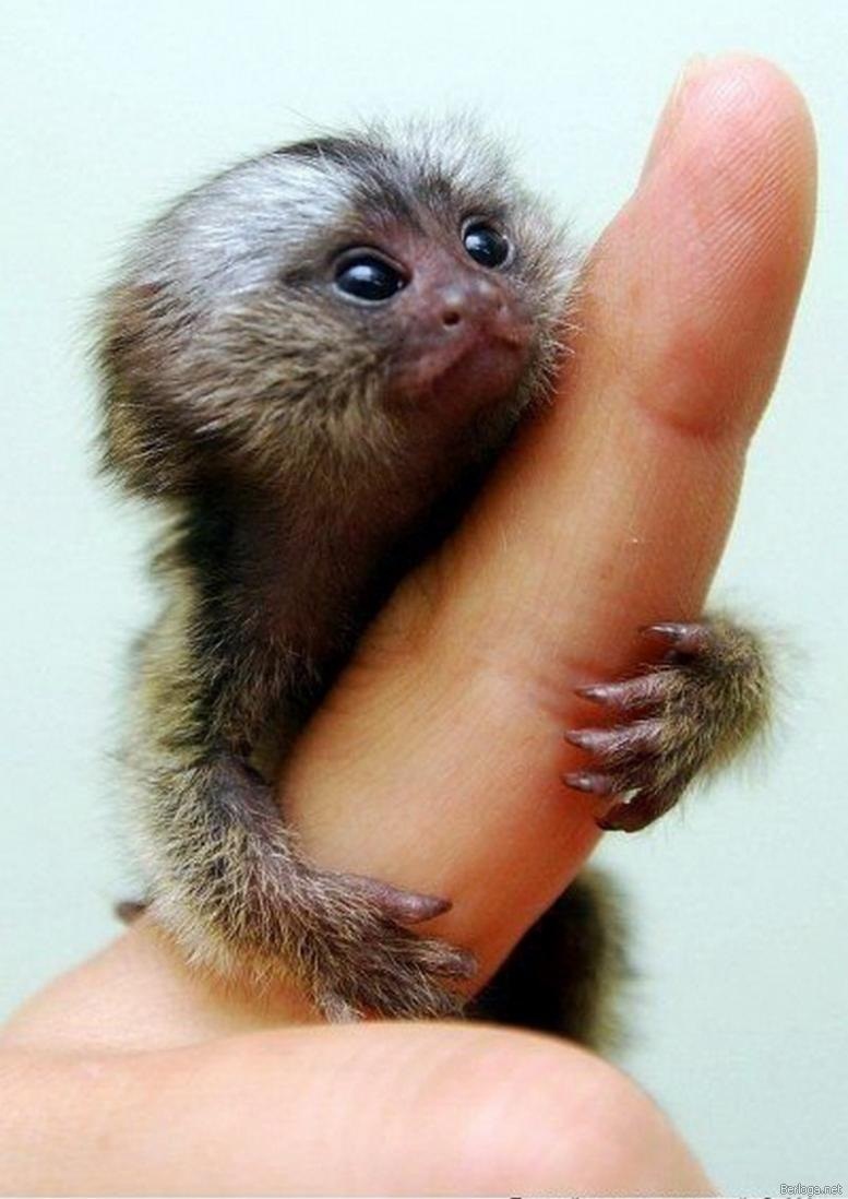 A newly born marmoset sits on the hand o