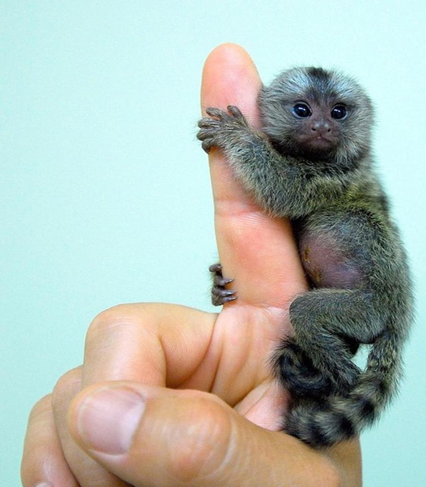 A newly born marmoset sits on the hand o