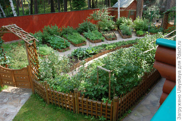 Декоративный огород с пряными растениями, фото сайта svoya-izba.ru