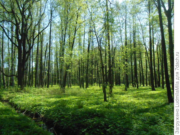 Весенний лес (Ленобласть)
