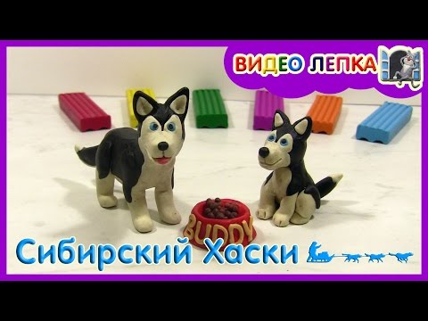 сибирский хаски лепим собаку из пластилина