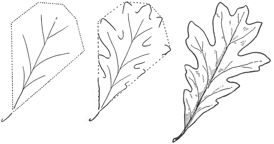 как нарисовать осенние листья