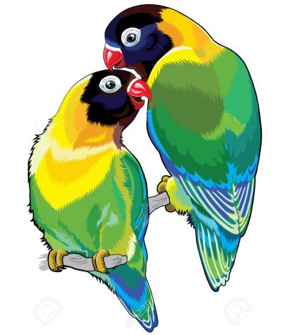 Два попугая