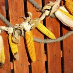 Фото 43: Гирлянда из кукурузы