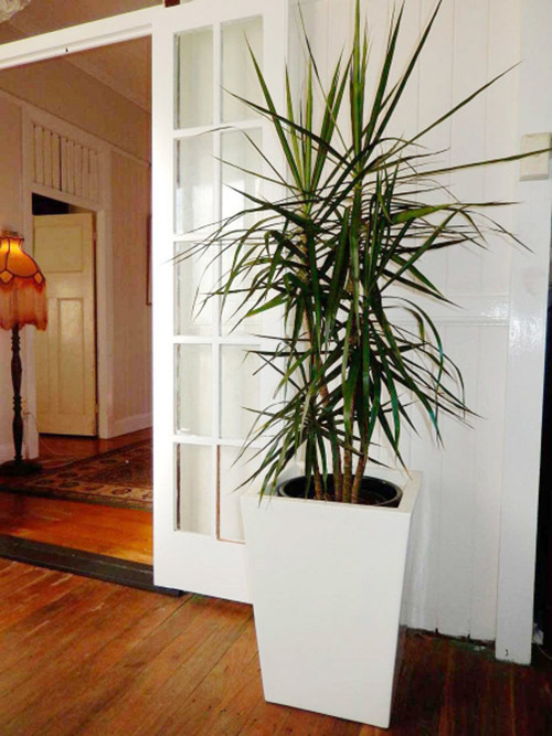 Большие комнатные растения фото