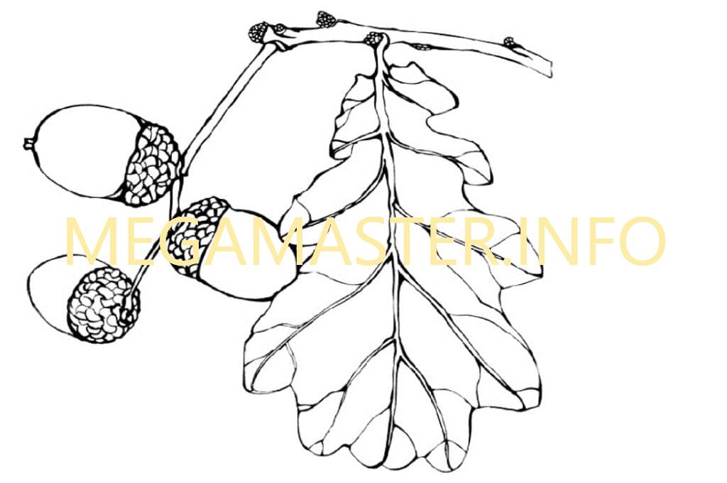 Шаблон дубового листика (2)