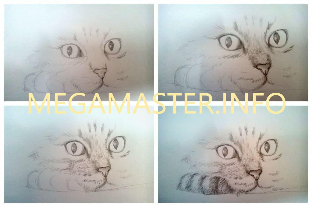 Как нарисовать кошку карандашом (Шаг 2)