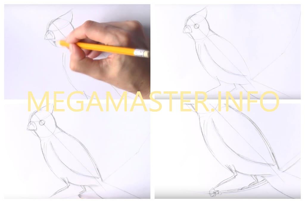 Птичка простым карандашом (Шаг 2)