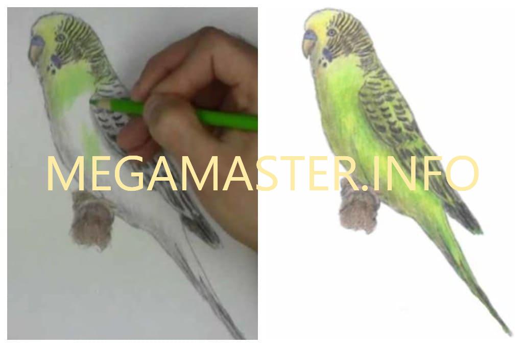 Как нарисовать волнистого попугая (Шаг 3)