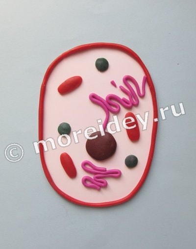 Модель клетки из пластилина