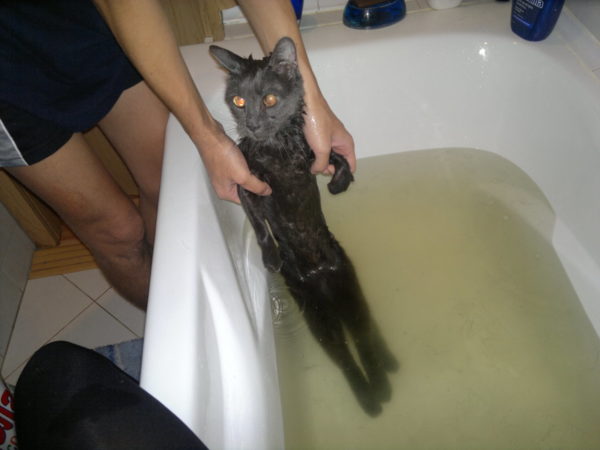 Не следует полностью окунать кота, в первый раз достаточно промокнуть лапы