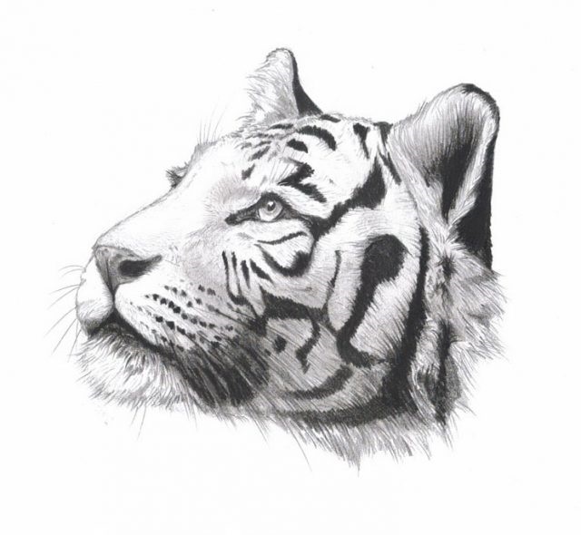Красивые рисунки тигра для срисовки001