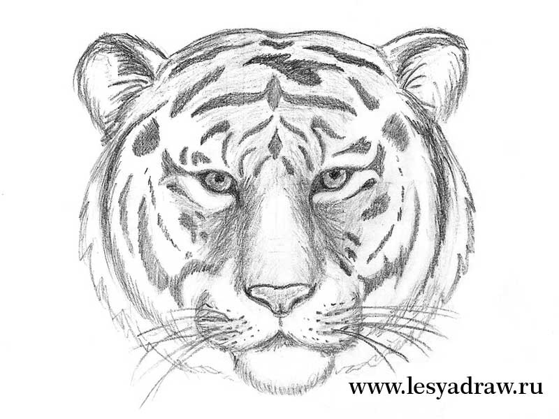 Красивые рисунки тигра для срисовки003