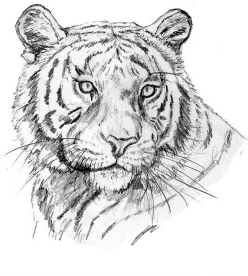 Красивые рисунки тигра для срисовки004
