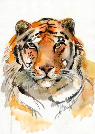 Красивые рисунки тигра для срисовки014