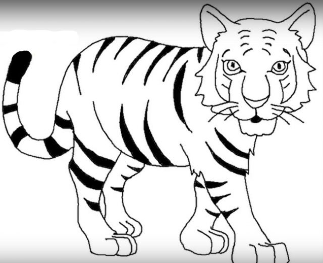 Красивые рисунки тигра для срисовки017