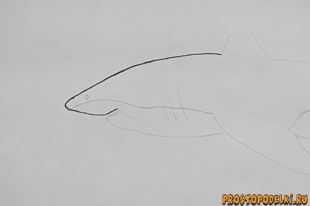 Как нарисовать акулу-2