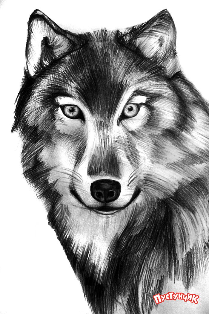 Как нарисовать волка поэтапно, фото 7
