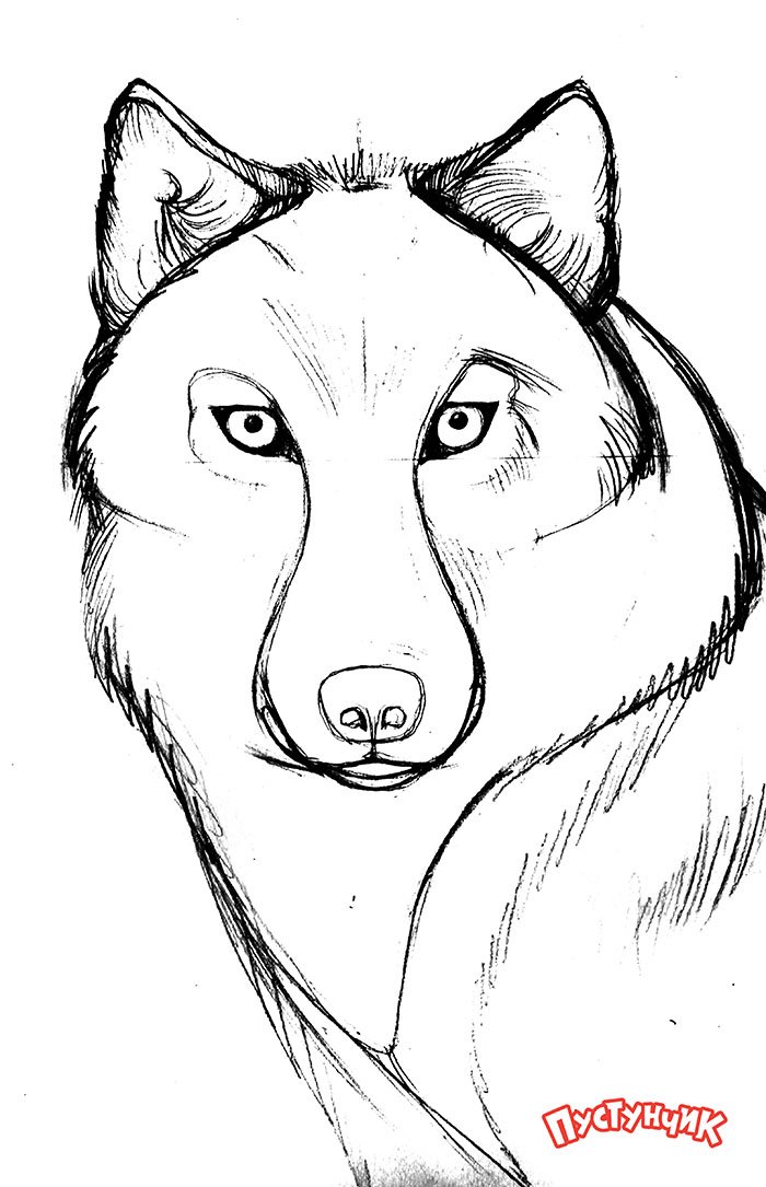 Как нарисовать волка поэтапно, фото 4