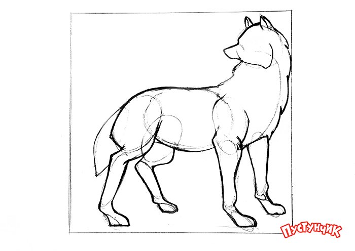 Как нарисовать волка поэтапно, фото 12