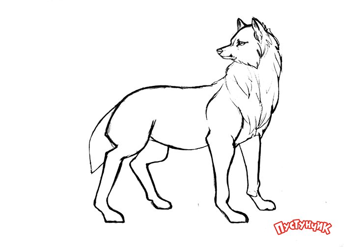 Как нарисовать волка поэтапно, фото 15