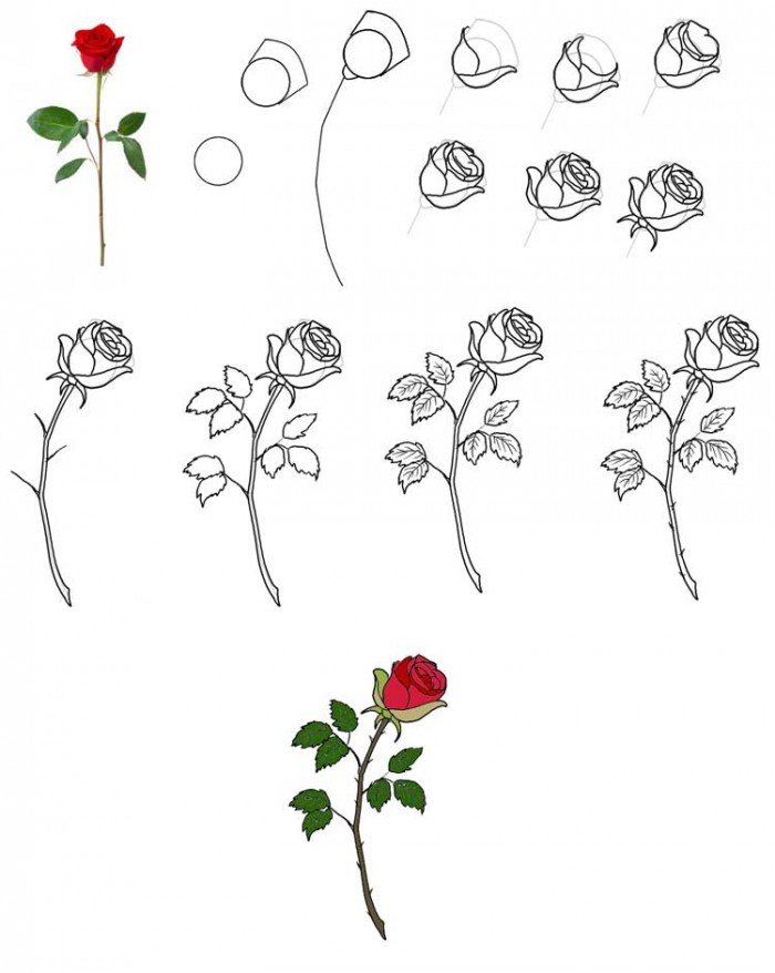 Як намалювати троянду, фото
