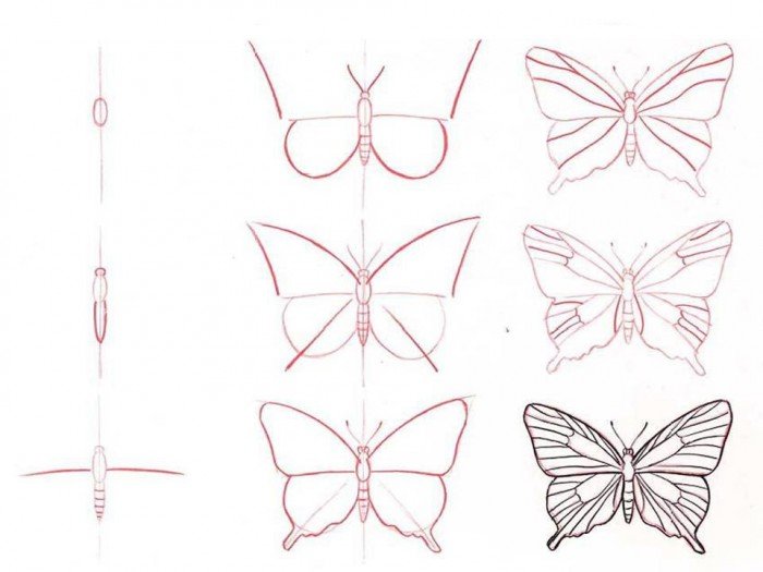 Як намалювати метелика крок за кроком, фото 10