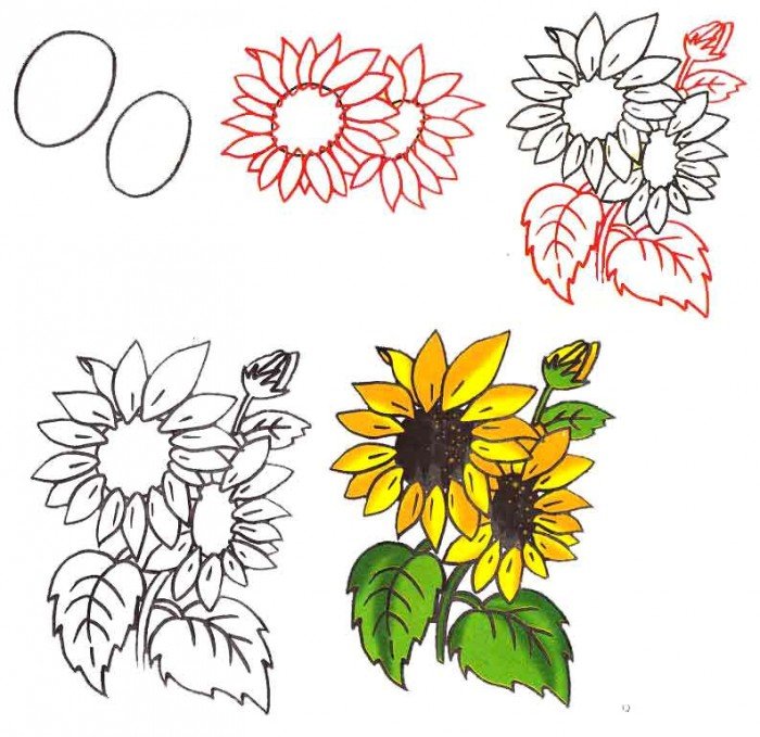 Як намалювати квітку соняшника, фото