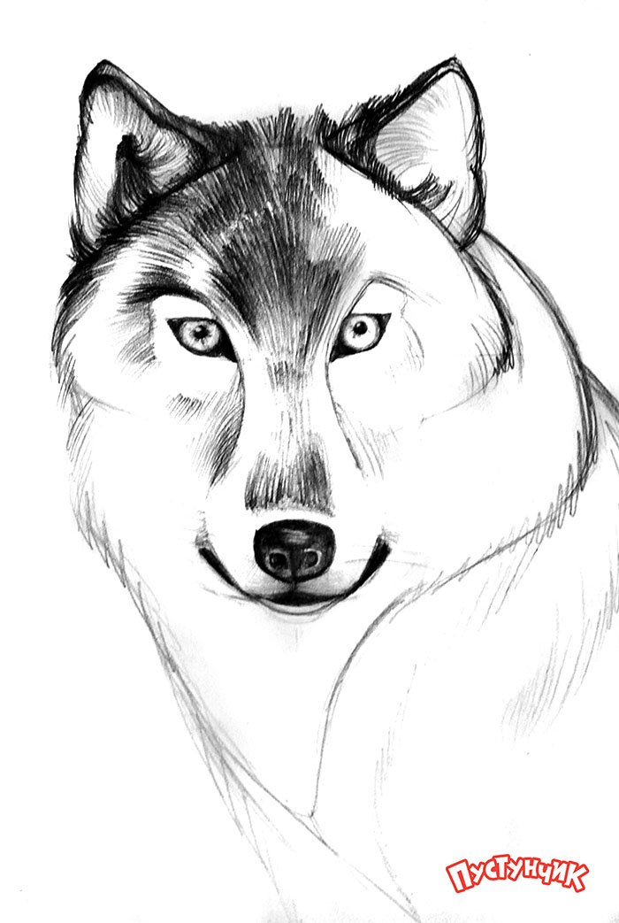 Как нарисовать волка поэтапно, фото 5